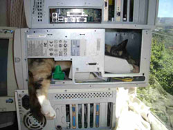 Cat-Powered Computer